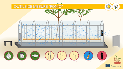 séchage du fonio sous serre